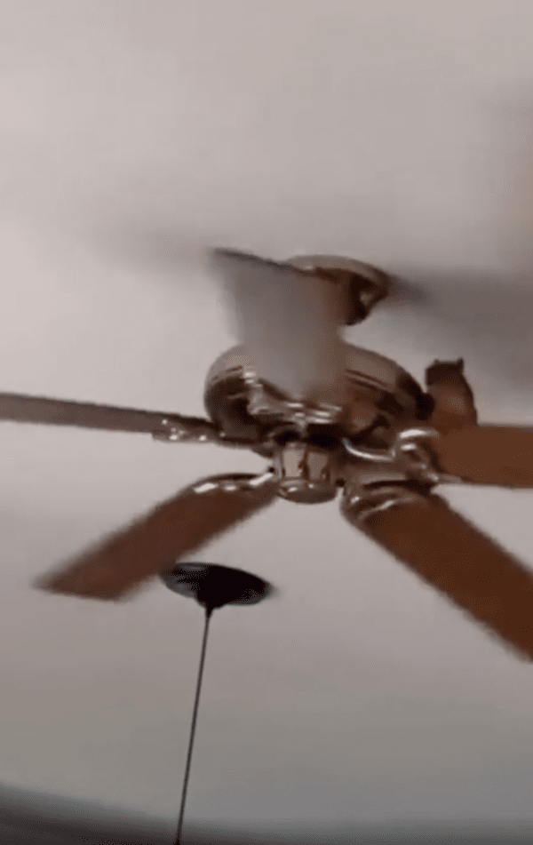 출처 : Reddit / 돌고 있는 실링팬 위에서 놀고 있는 다람쥐