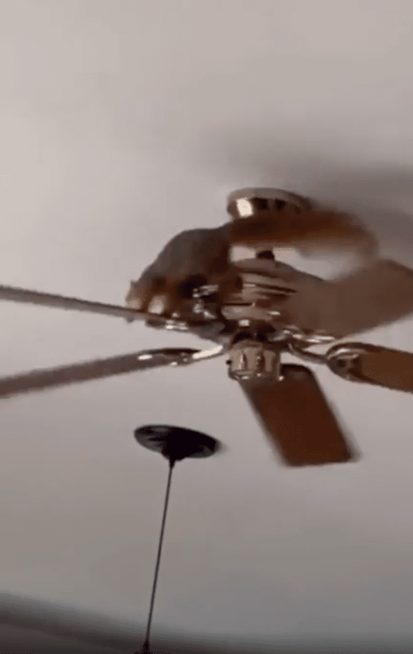 출처 : Reddit / 쳇바퀴를 돌듯, 실링팬 위에서 놀고 있는 다람쥐