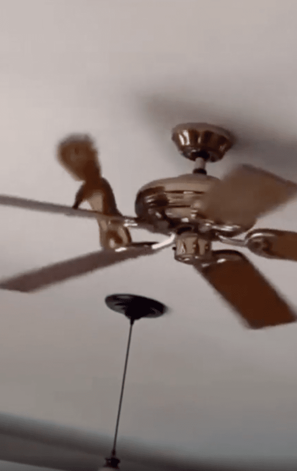 출처 : Reddit / 한 바퀴를 다 돌고 계속 돌고 있는 다람쥐