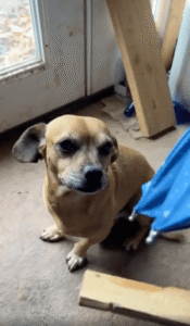 혼자 우산 쓰고 산책 나가는 강아지의 특별한 하루