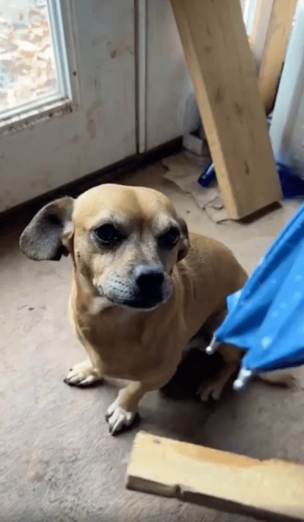 출처 : Reddit / 비 오는 날 산책하려는 강아지와 무언갈 준비해 준 주인