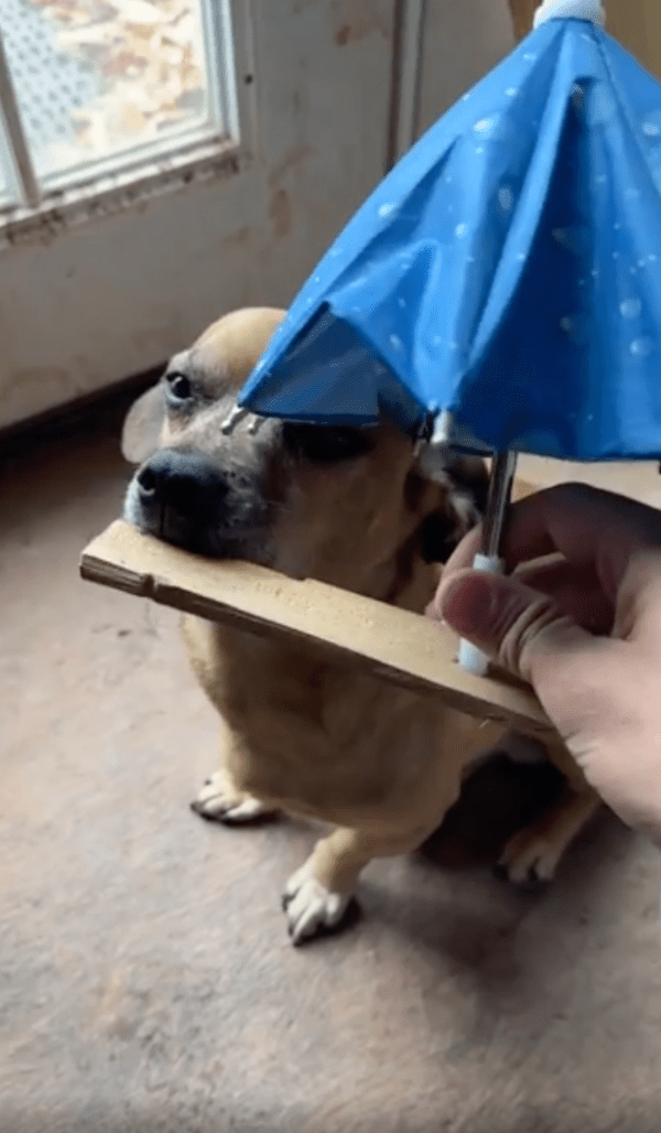 출처 : Reddit / 주인이 건네준 나무판자를 입에 무는 강아지