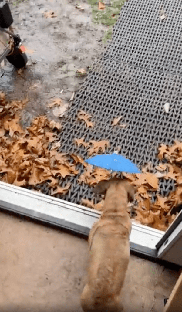 출처 : Reddit / 우산이 달린 나무판자를 입에 물고 나가는 강아지
