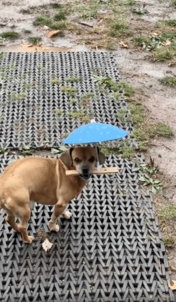 출처 : Reddit / 비 오는 날에도 산책을 빠질 수 없는 강아지