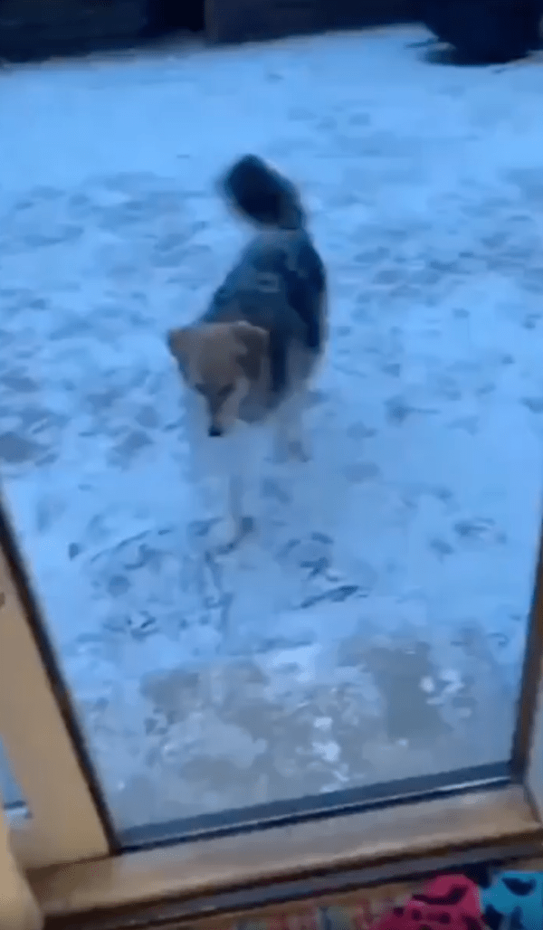 출처 : Reddit / 눈오는 날 밖에서 무언갈 들고 오는 강아지