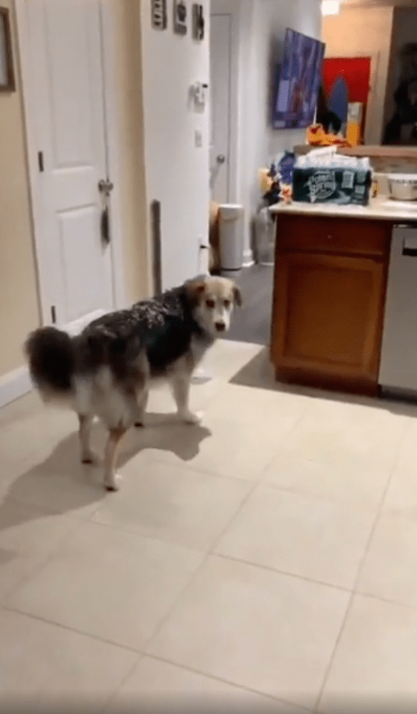 출처 : Reddit / 집안에 얼음덩어리를 들고 들어온 강아지