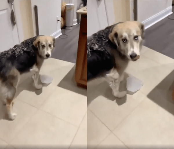 출처 : Reddit / 얼음덩어리를 떨어뜨리자, 주인을 바라보며 혀를 날름거리는 대형견