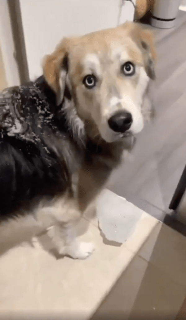 출처 : Reddit / 들어 달라는 듯, 주인을 바라보는 강아지