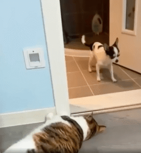 누워 있던 고양이, 치와와의 탈출을 막다!