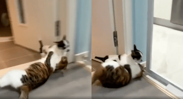 출처 : Reddit / 치와와가 탈출하려고 하자, 엄청난 속도로 그를 제지하는 고양이