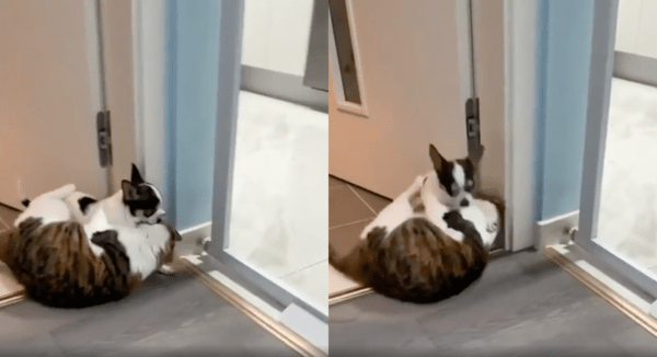 출처 : Reddit / 감히 어디를 나가려느냐? 라고 강아지를 말리는 고양이