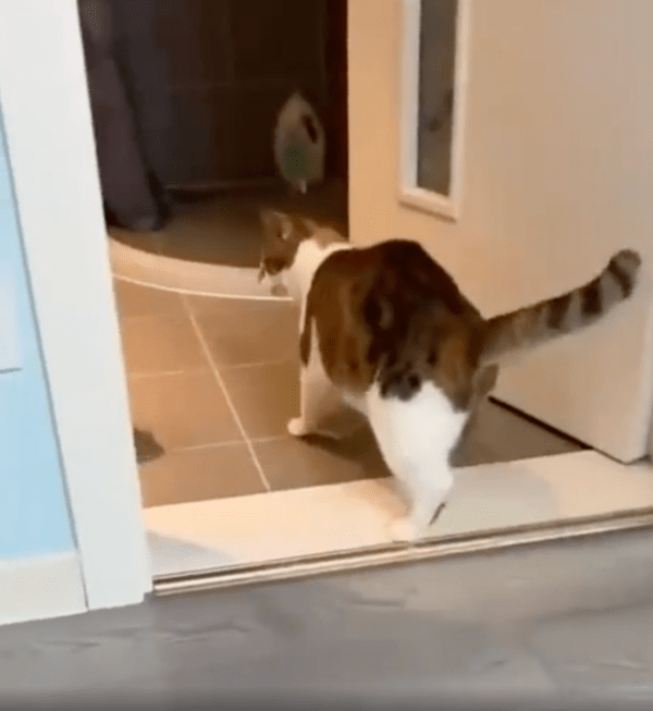 출처 : Reddit / 방으로 들어간 치와와를 쫓아가는 고양이