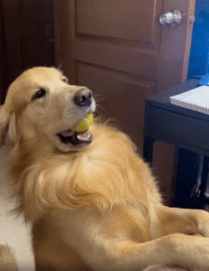 테니스공 가지고 주인과 밀당하는 골든 리트리버