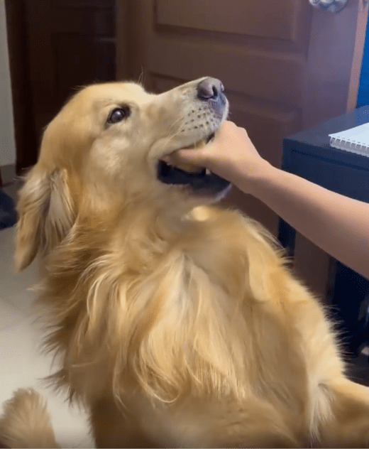 출처 : Reddit / 주인이 입안에 있는 공을 잡아도 절대 놓지 않는 리트리버