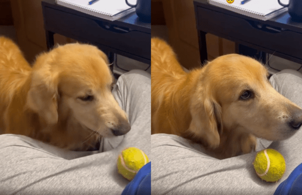 출처 : Reddit / 주인에게 공을 내려놓고, 놀아달라는 듯 눈빛을 보내는 리트리버