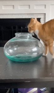 과연 어디까지 들어갈 수 있나? 고양이의 유연성 테스트?