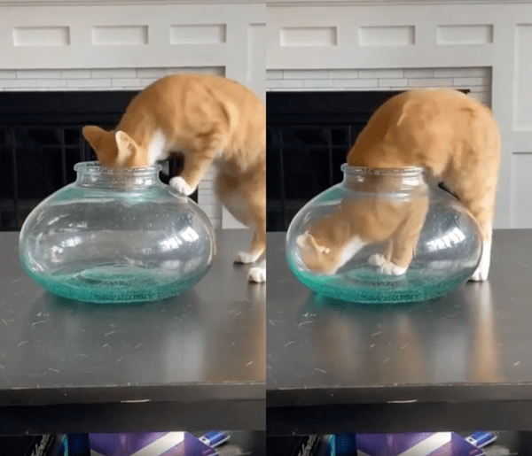 출처 : Reddit / 머리부터 쑥 넣어 들어갈 수 있는지 보는 고양이