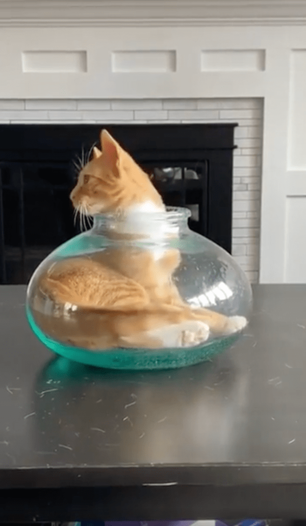 출처 : Reddit / 머리만 쏙 빼서 자연스럽게 쉬고 있는 고양이