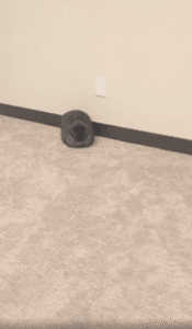 우리 집에 저런 검은 색 덩어리가 있었나? 자고 있는 토끼의 모습