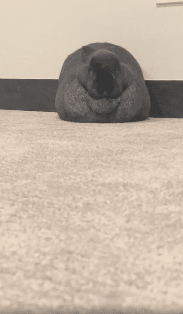 출처 : Reddit / 가까이 가니 눈, 코, 입이 있는 검은 토끼