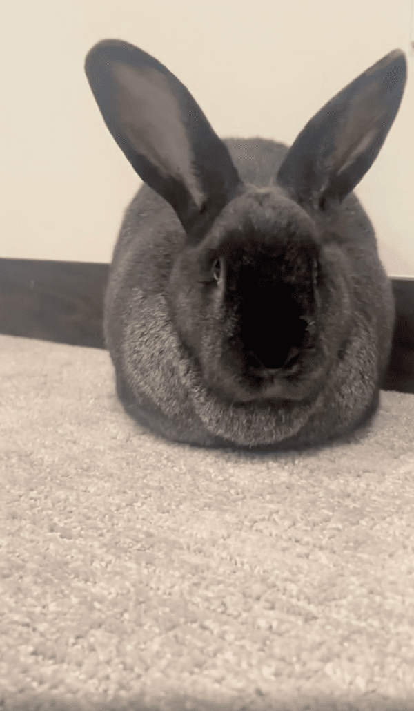 출처 : Reddit / 주인이 다가오자, 귀를 쫑긋 세우는 토끼