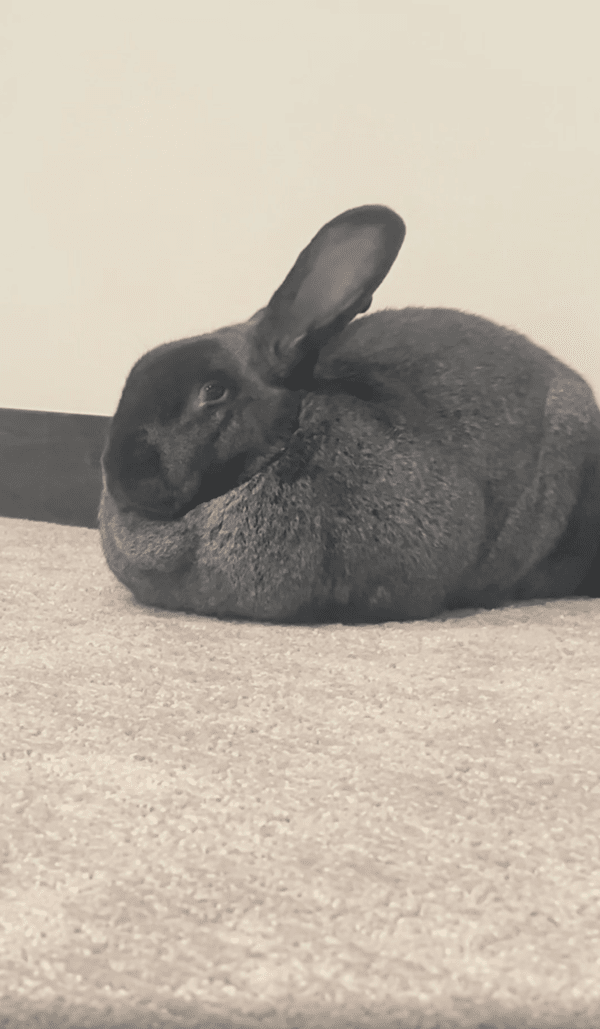 출처 : Reddit / 자리를 살짝 바꾸더니 다시 엎드린 토끼