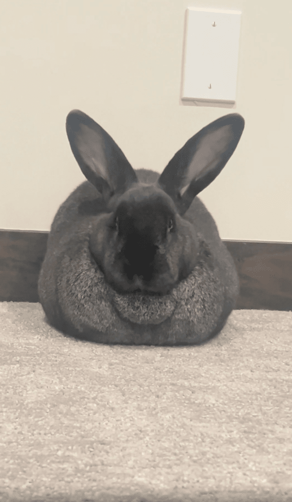 출처 : Reddit / 눈을 감은 건지 뜬 건지, 눈이 잘 보이지 않는 토끼