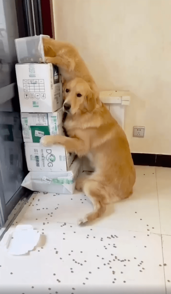 출처 : Reddit / 리트리버 위에 올라타서 사료를 뒤지고 있는 강아지