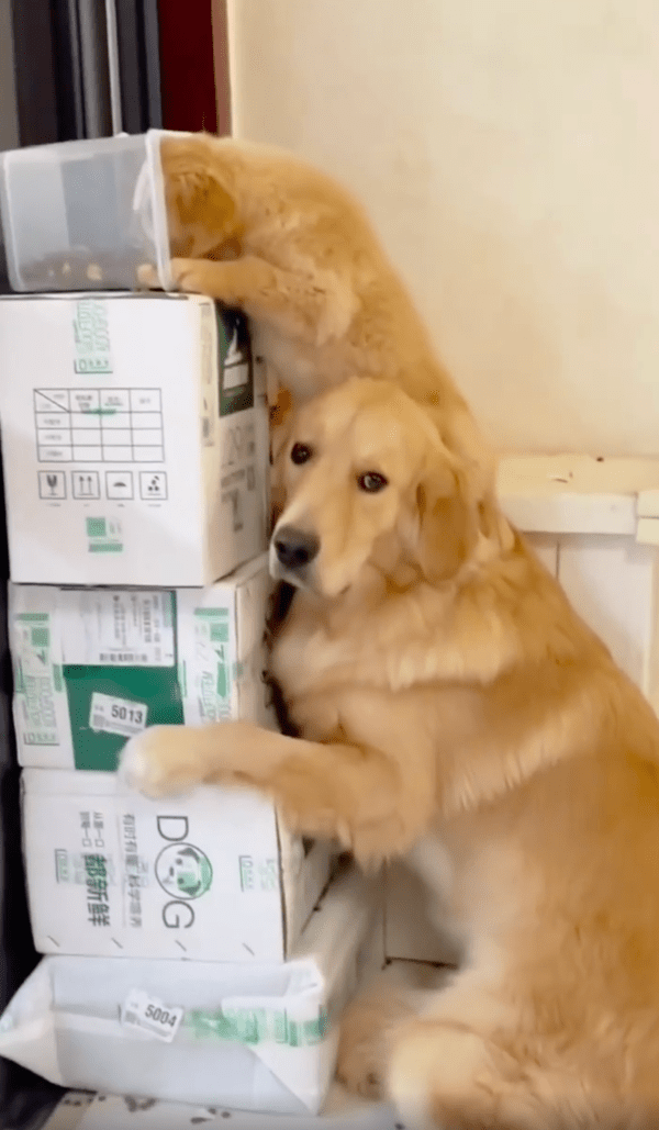 출처 : Reddit / 작은 리트리버의 발판이 된 큰 리트리버