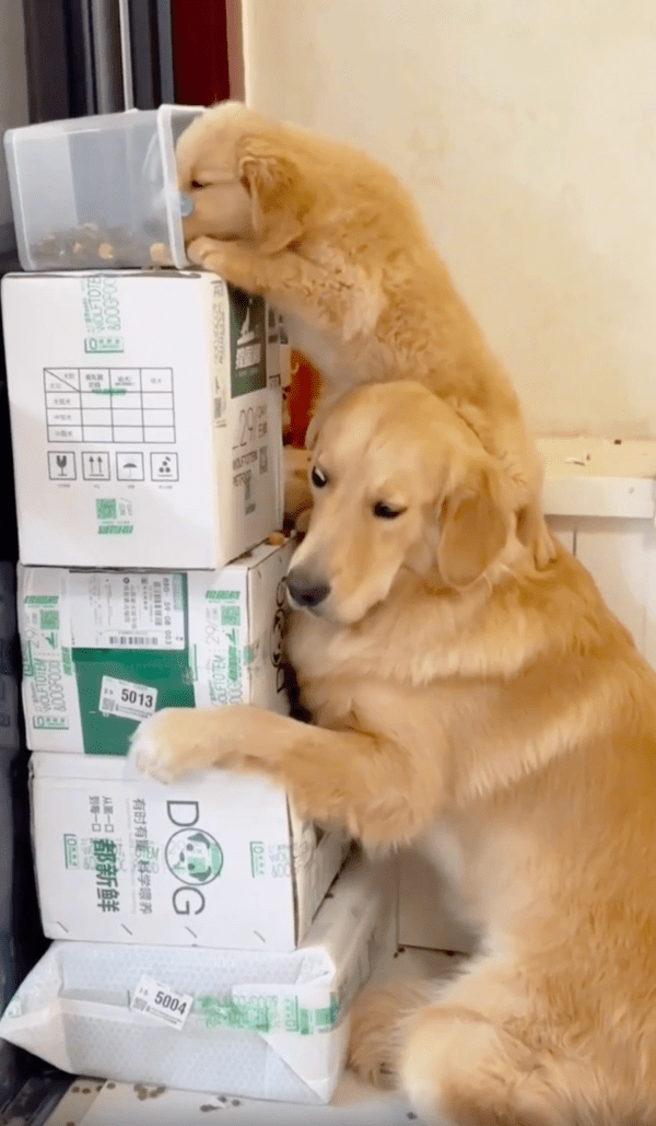 출처 : Reddit / 다가온 주인의 눈치를 보지만, 도망가지 않는 리트리버