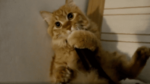 청소기를 사랑한 고양이, 흡입력에 도전하다!