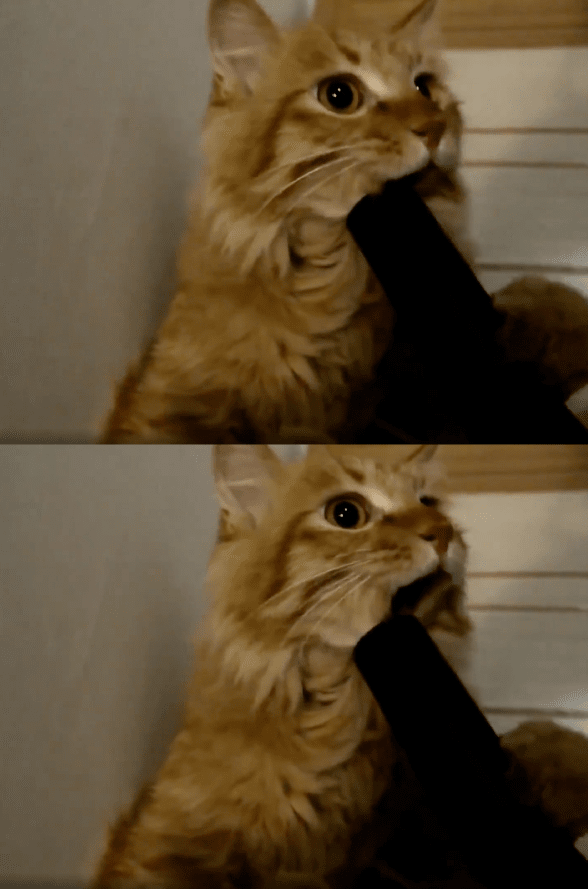 출처 : Reddit / 청소기에 입이 빨려 들어간 고양이