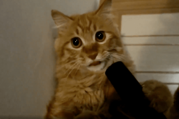 출처 : Reddit / 잠깐 놀랐지만, 청소기를 놓지 않는 고양이