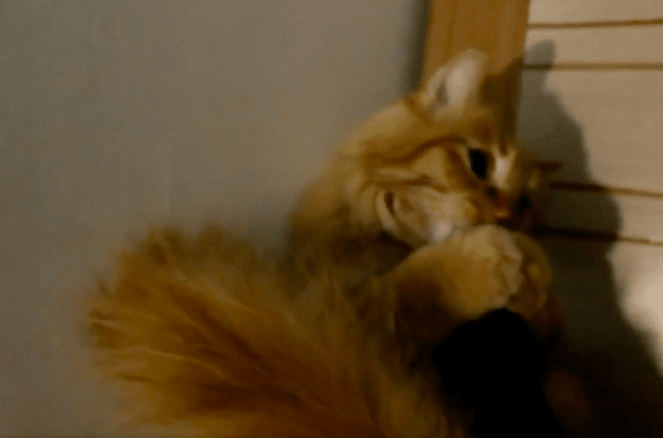 출처 : Reddit / 청소기에 입을 넣고 있는 고양이