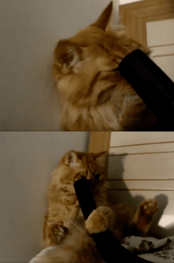 출처 : Reddit / 청소기 흡입력에 얼굴까지 집어넣는 고양이