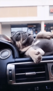 자동차 대시보드 위의 평화, 곤히 잠든 아기 프렌치 불독