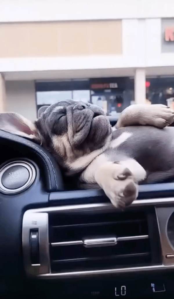 출처 : Reddit / 대시보드 위에서 자고 있는 아기 프렌치 불독