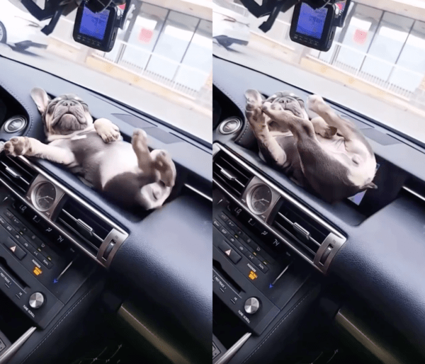 출처 : Reddit / 대시보드 위에서 기지개를 켜는 아기 프렌치 불독