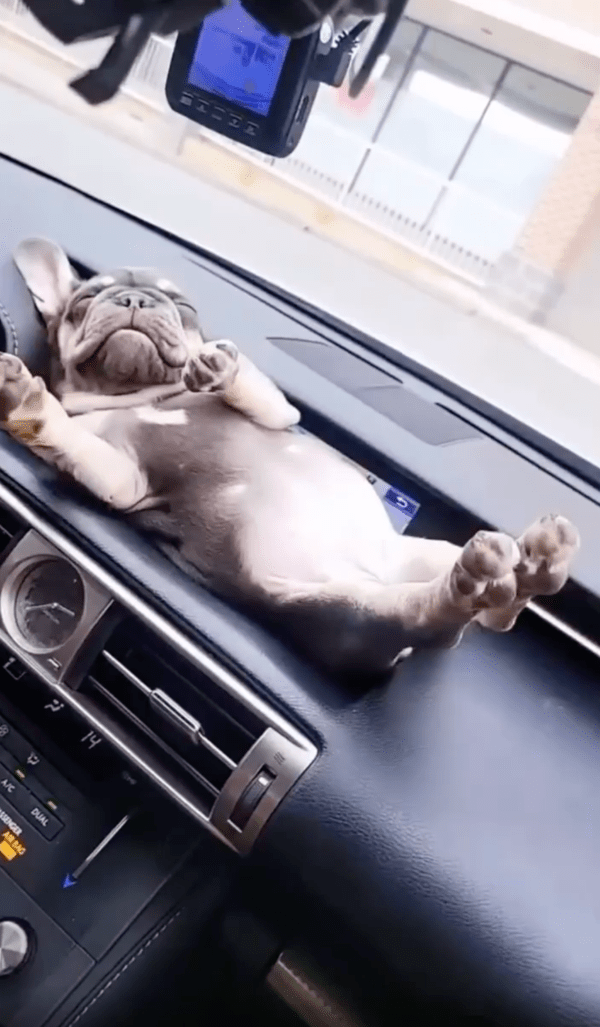출처 : Reddit / 기지개를 켠 후, 다시 다리를 늘어트린 아기 프렌치 불독