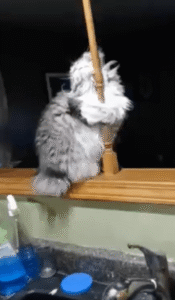 폴댄스를 사랑하는 고양이, 매혹적인 매달림의 순간