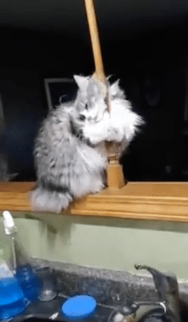 출처 : Reddit / 나무 봉에 매달려 춤추는 듯한 고양이