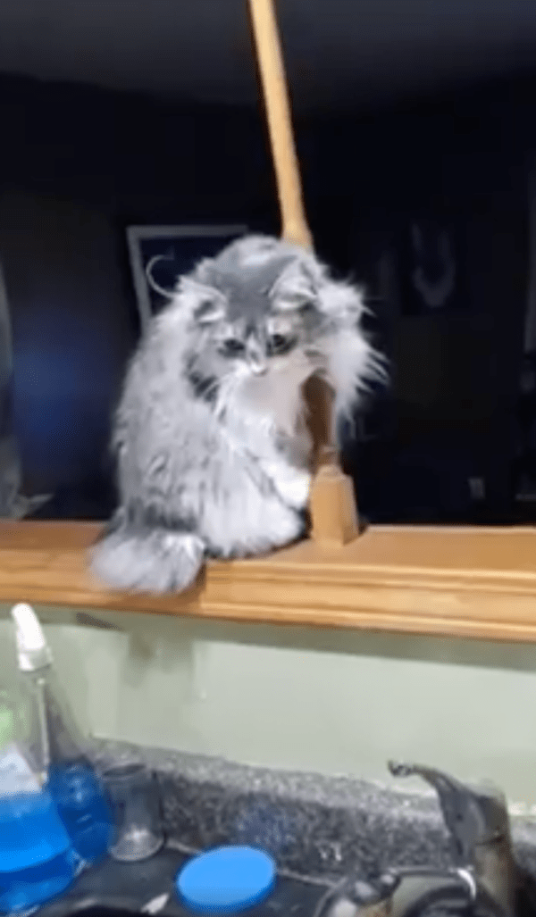 출처 : Reddit / 마치 폴댄스를 추는 듯한 고양이