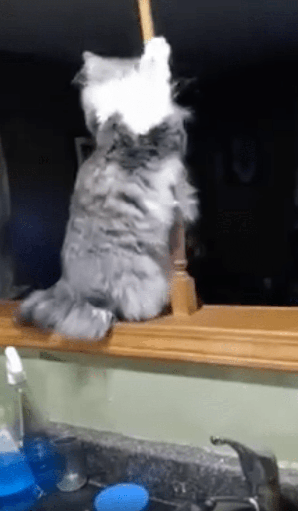 출처 : Reddit / 봉에 기댄 채 팔을 쭉 펴는 고양이