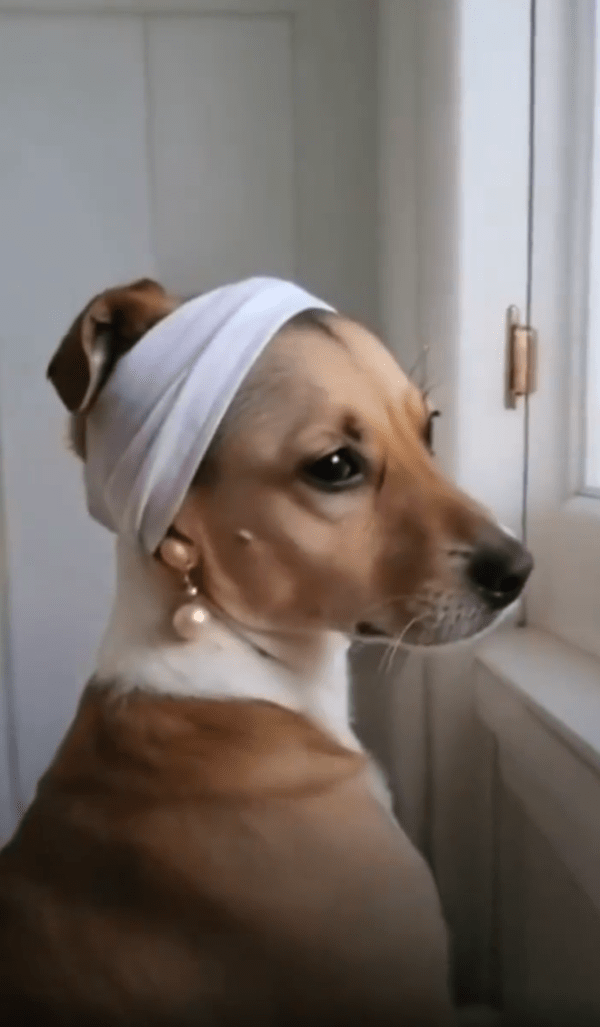 출처 : Reddit / 어딘가를 바라보는 진주 귀걸이를 한 강아지