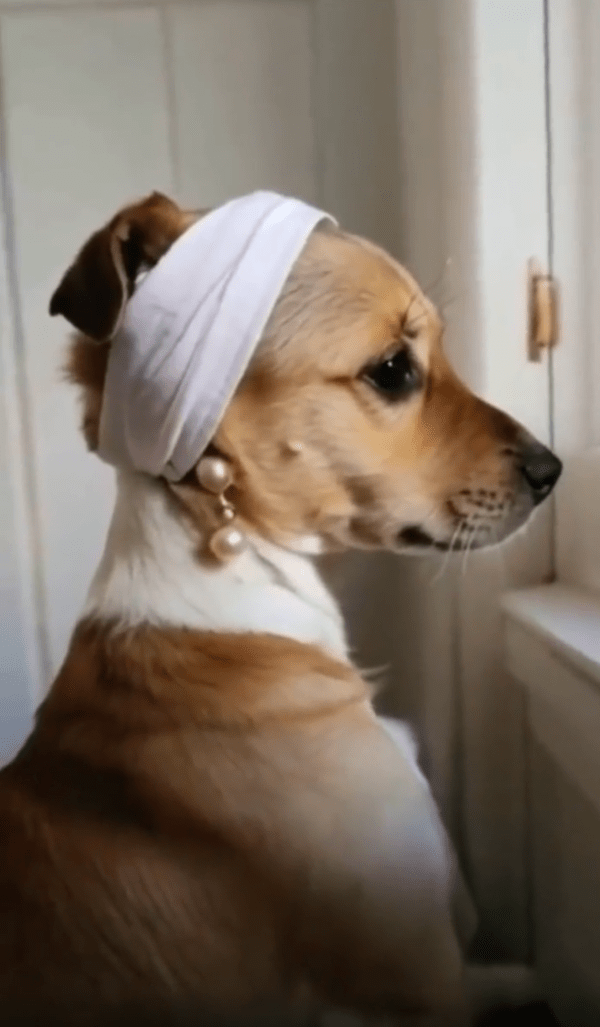 출처 : Reddit / 너무 아름다운 진주 귀걸이를 한 강아지