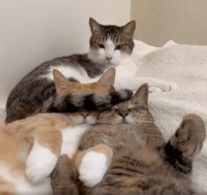 고양이들의 ‘꼬리로 눈 가리기’ 놀이, 귀여움 폭발