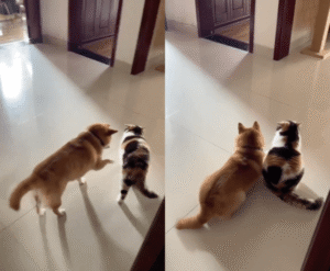 우리 좀 거리가 필요해! 자기 좀 내버려두길 바라는 고양이와 듣지 않는 시바견