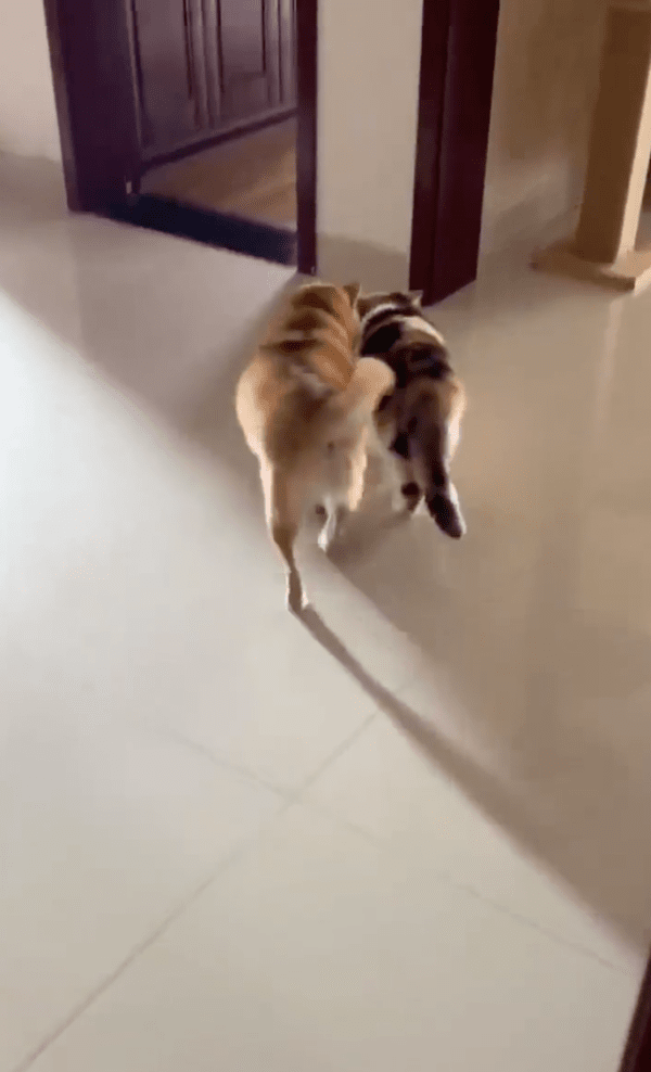 출처 : Reddit / 시바견이 귀찮아 자리를 뜨는 고양이와 계속 쫓아가는 시바견