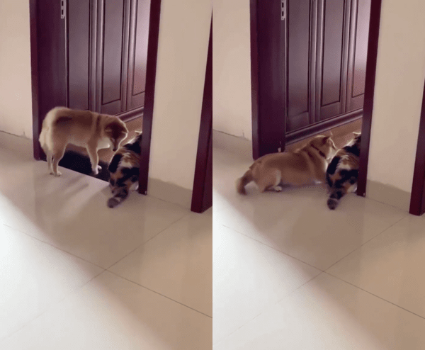 출처 : Reddit / 또다시 자리를 뜨는 고양이, 그리고 같이 일어나는 시바견의 반복된 일상