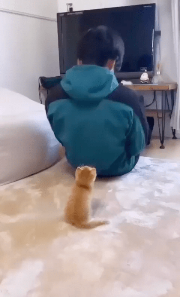 출처 : Reddit / 고양이 : 운동 열심히 한다냥! 내가 도와줄게냥!